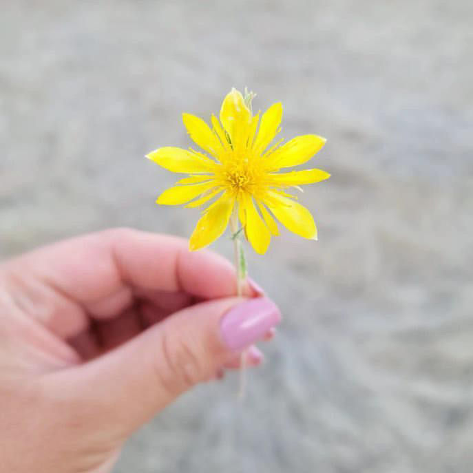 Thumbnail: Adonis Blazingstar, Mentzelia multiflora, container plant
