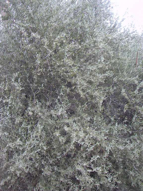 Thumbnail: Jojoba, Simmondsia chinensis, container plant
