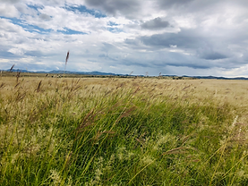 Yellow Bluestem in a field in Elgin.jpeg