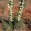 Thumbnail: Fine Leaf Yucca, Yucca angustissima, container plant