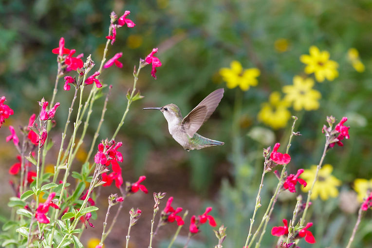 Anna's Hummingbird hovering mid flight, feeding on bright red flowers, in Arizona's Sonora