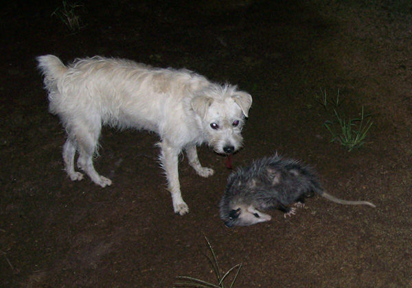 "Hacerse el muerto" cuando se siente amenazado por algo como un perro. Foto: Caleson en English Wikipedia, vía Wikimedia Commons