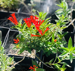 red tube flowers.jpg