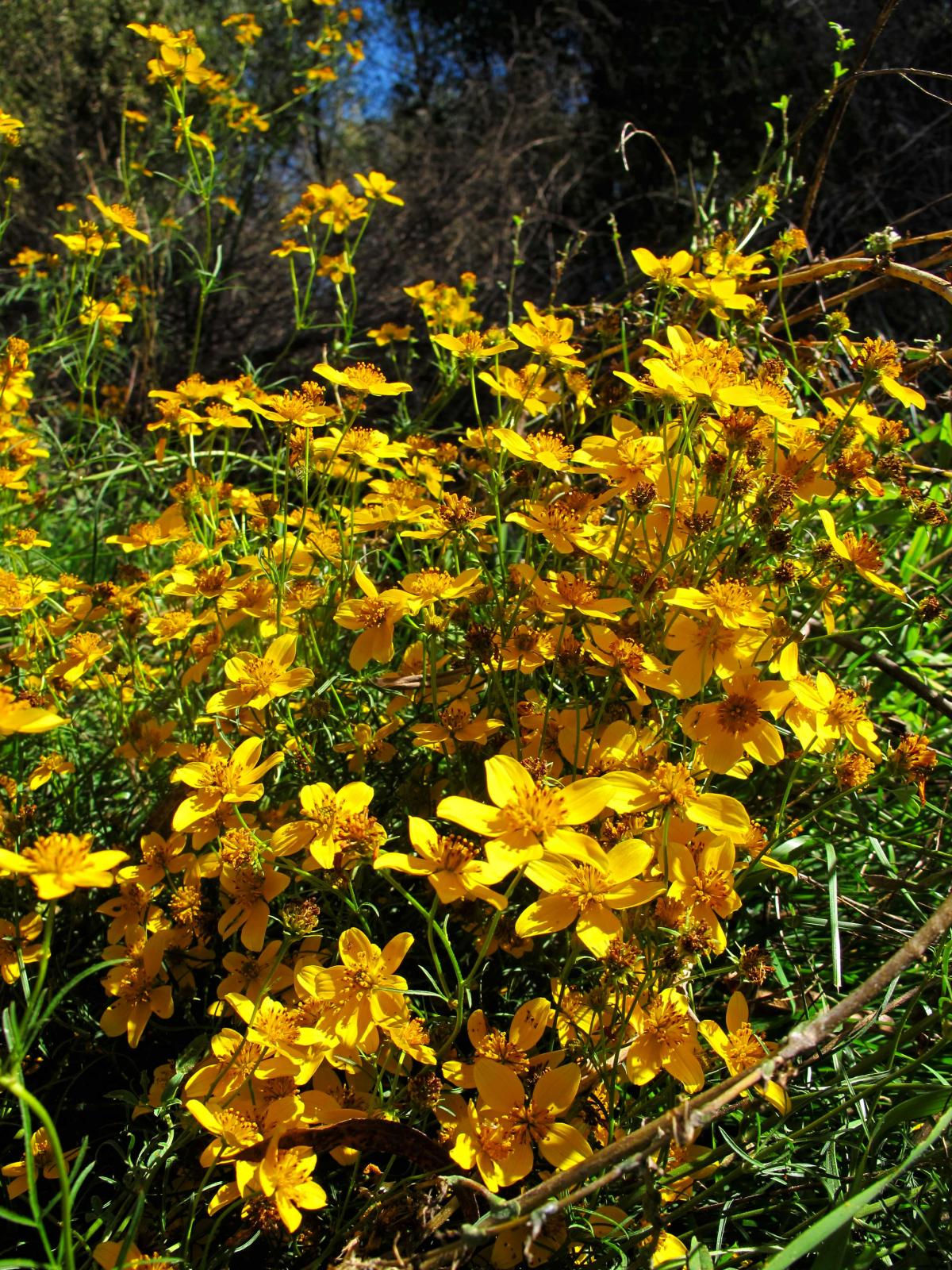 Arizona Beggarticks, Bidens aurea, container plant
