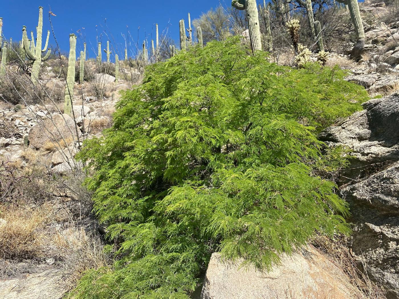 Feather Tree, Lysiloma watsonii, container plant