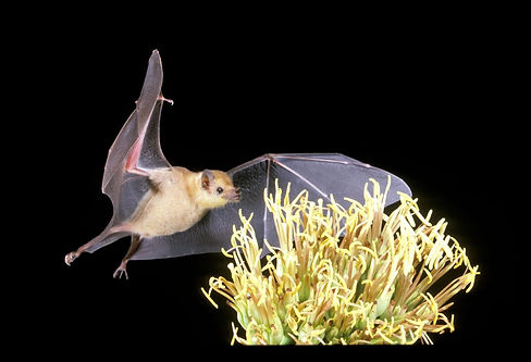 Lesser long nosed bat.jpeg