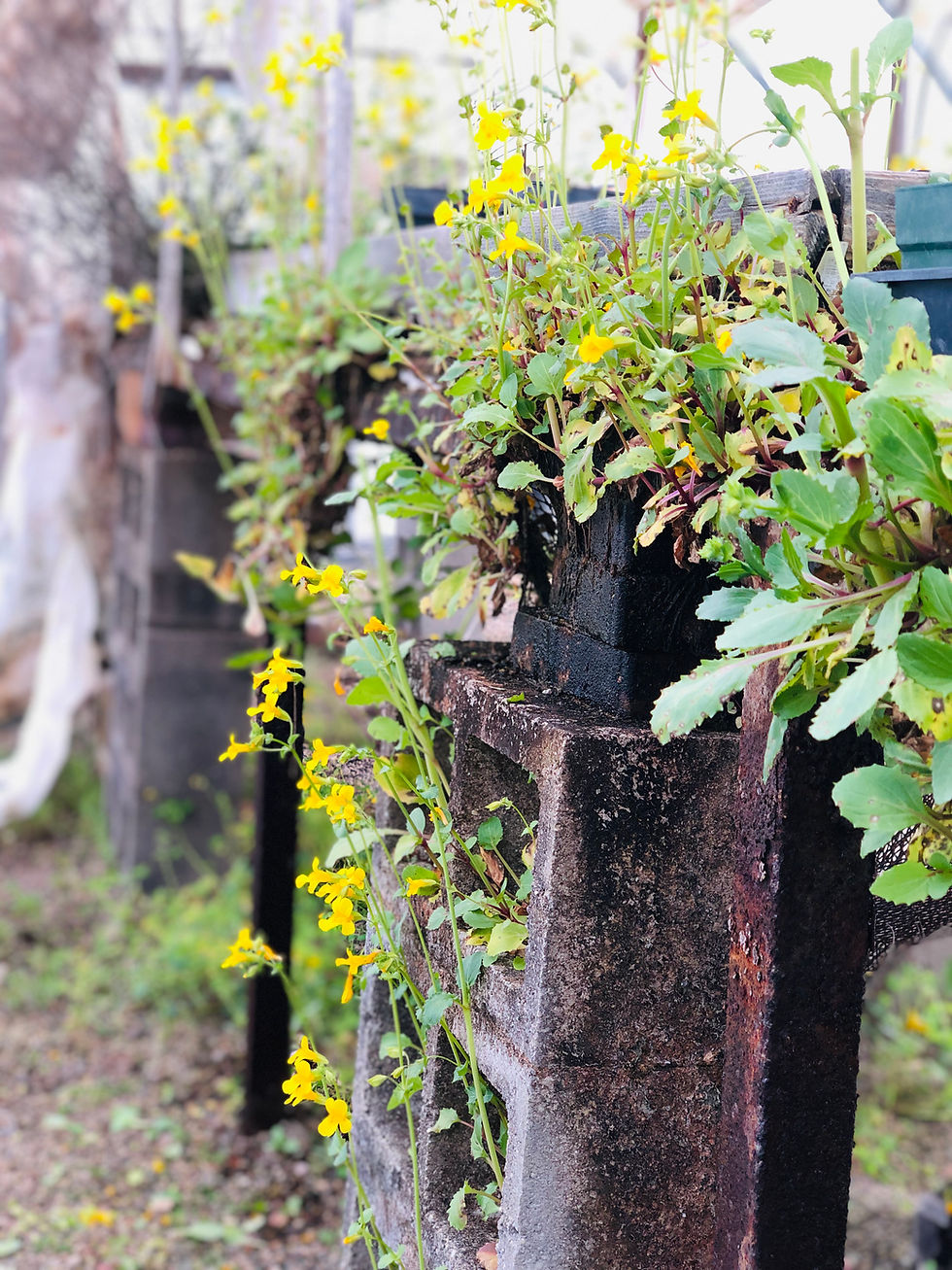 Common Monkeyflower, Erythranthe guttata, container plant
