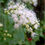Thumbnail: Fragrant Snakeroot, Ageratina herbacea, container plant