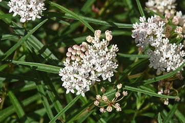 0864Asclepias-angustifolia,-Arizona-Milk