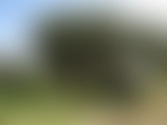 Der Olivenreport (Teil 5): Endlich ist es so weit - die Ernte läuft