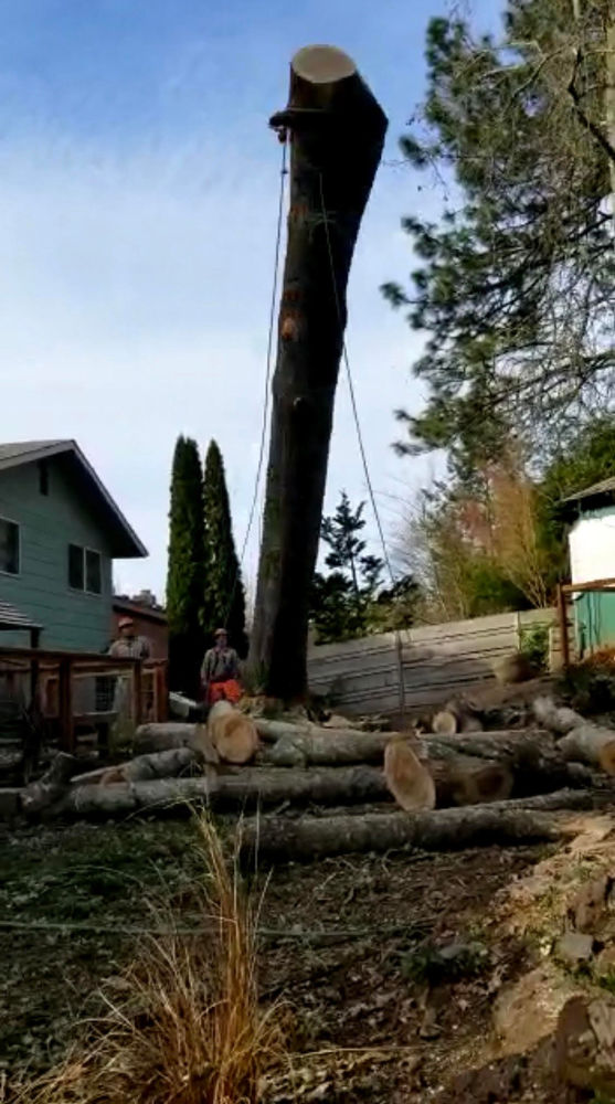 When and Why Should You Remove a Tree?