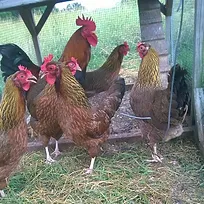 Poultry Goldengaitsfarm