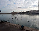 Trani porto.jpg