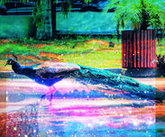 AmandaNarteyPhotography.jpeg
