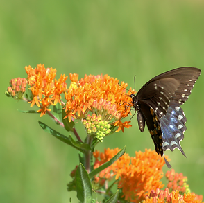 Butterfly Milkweed Iowa Natives