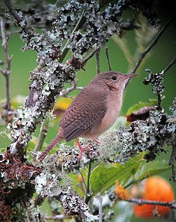 The House We Keep, Staci Mercado, Iowa Natives