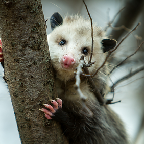 Opossum Iowa Natives