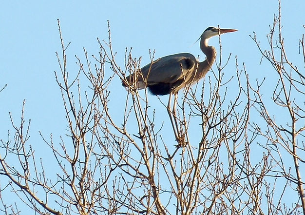 blue heron by Brenda Wilson, Iowa Natives