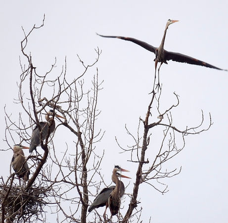blue heron by Brenda Wilson, Iowa Natives