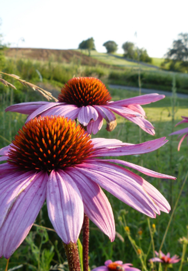 Iowa Natives Resources