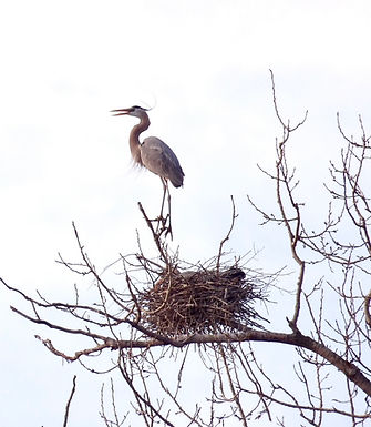 blue heron by Brenda Wilson, Iowa Natives