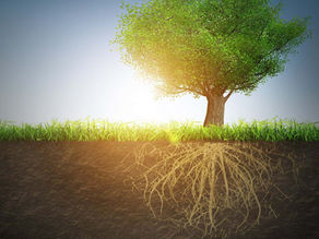 4 Signs That There Are Tree Roots in the Sewer Line