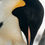 Miniature : Portrait d'un manchot empereur - Antarctique