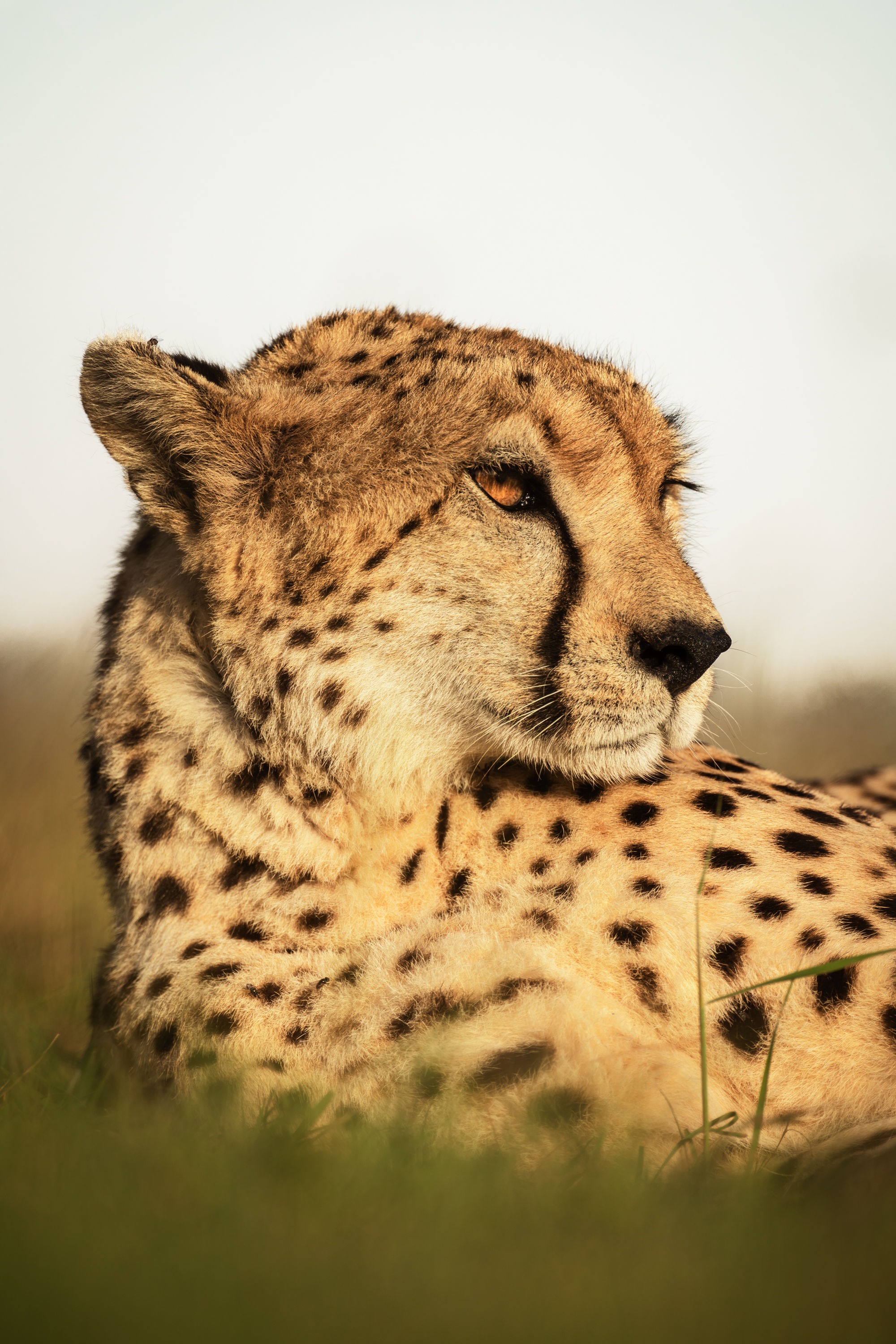 Le guépard - Kenya
