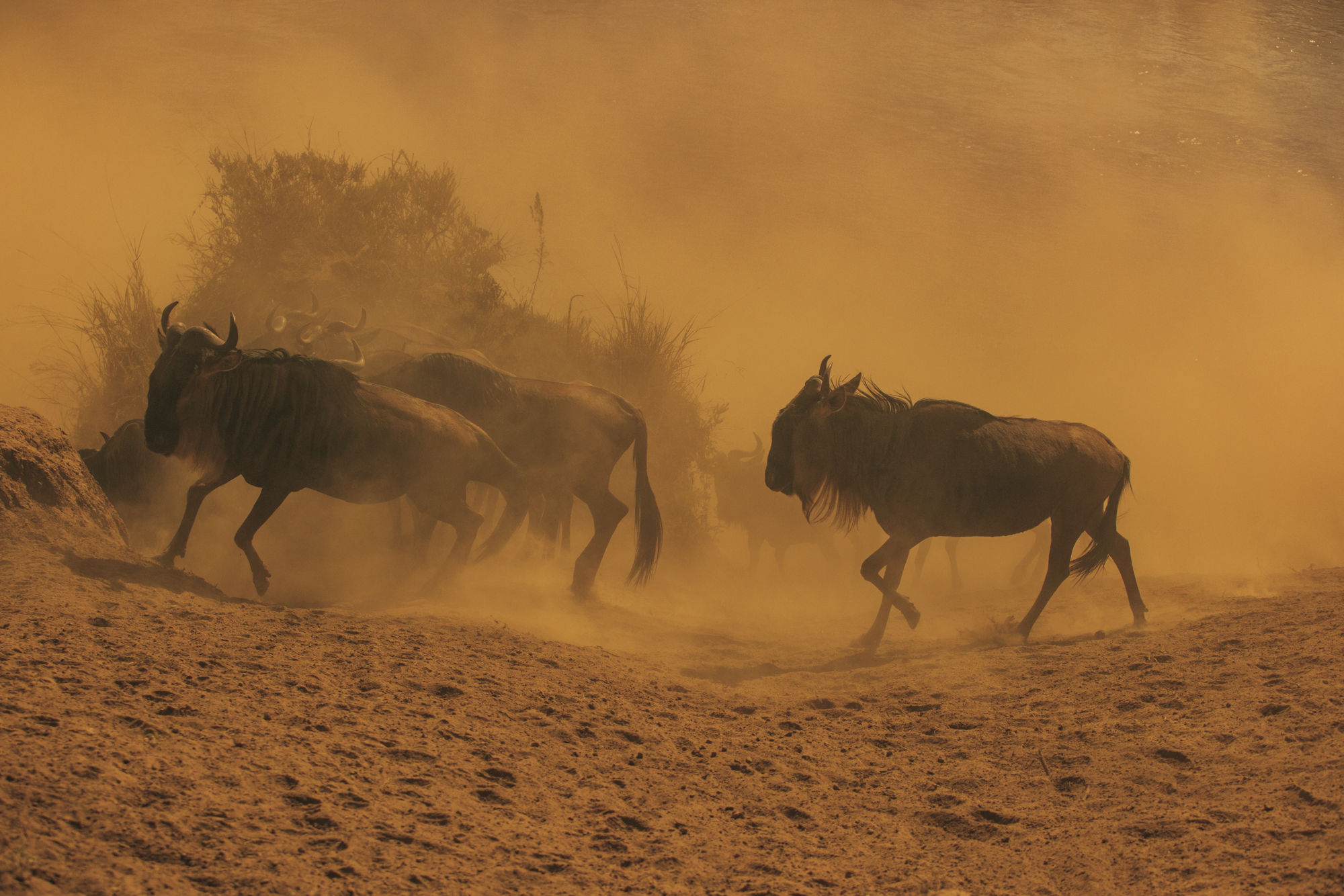 Crossing de gnous - Kenya