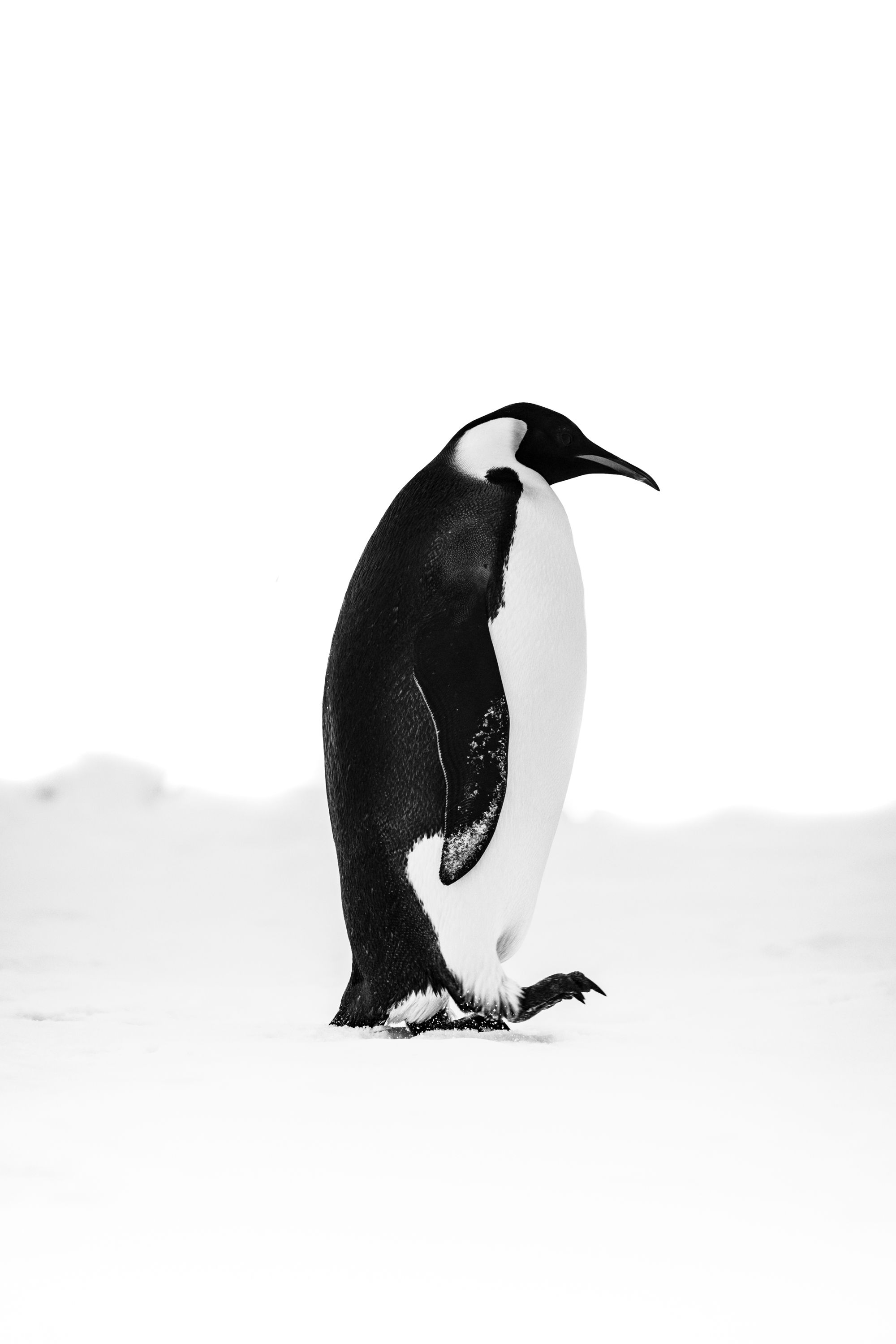 Le manchot empereur (Noir & Blanc) - Antarctique