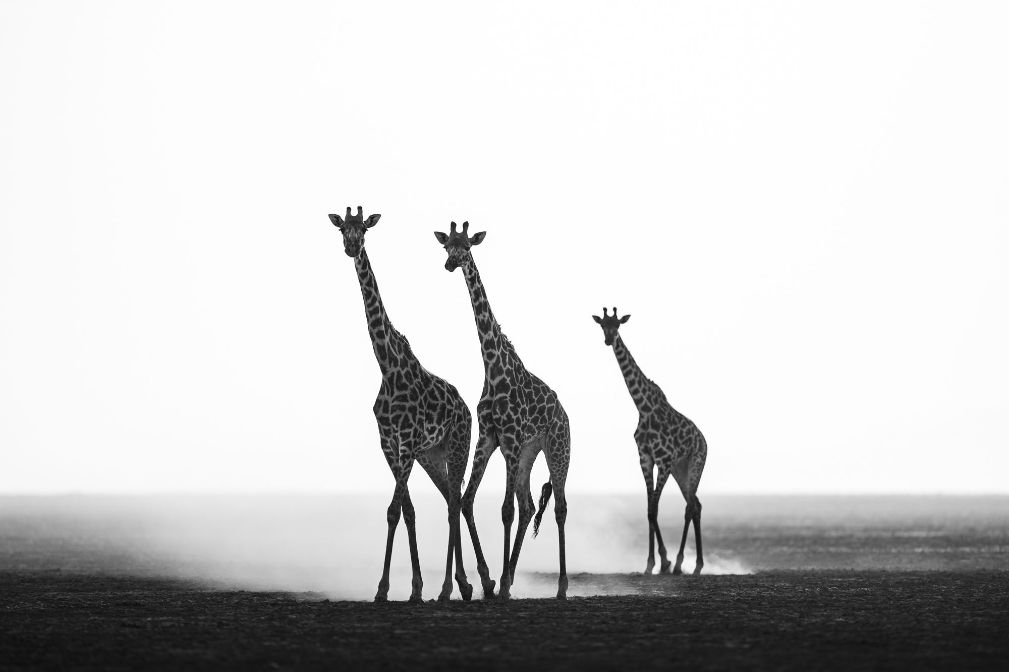 Les 3 girafes - Kenya