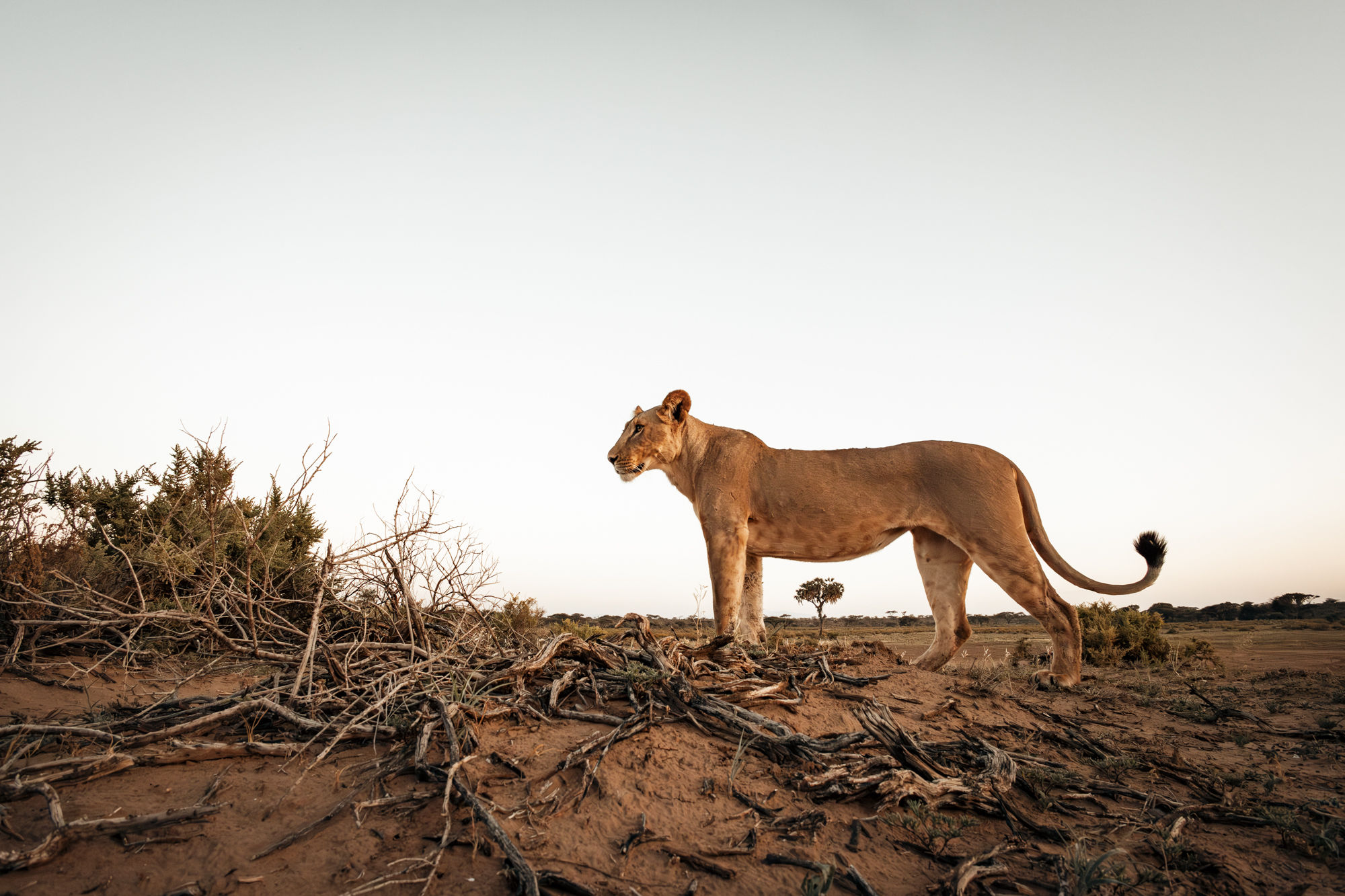 Lionne sunset - Kenya