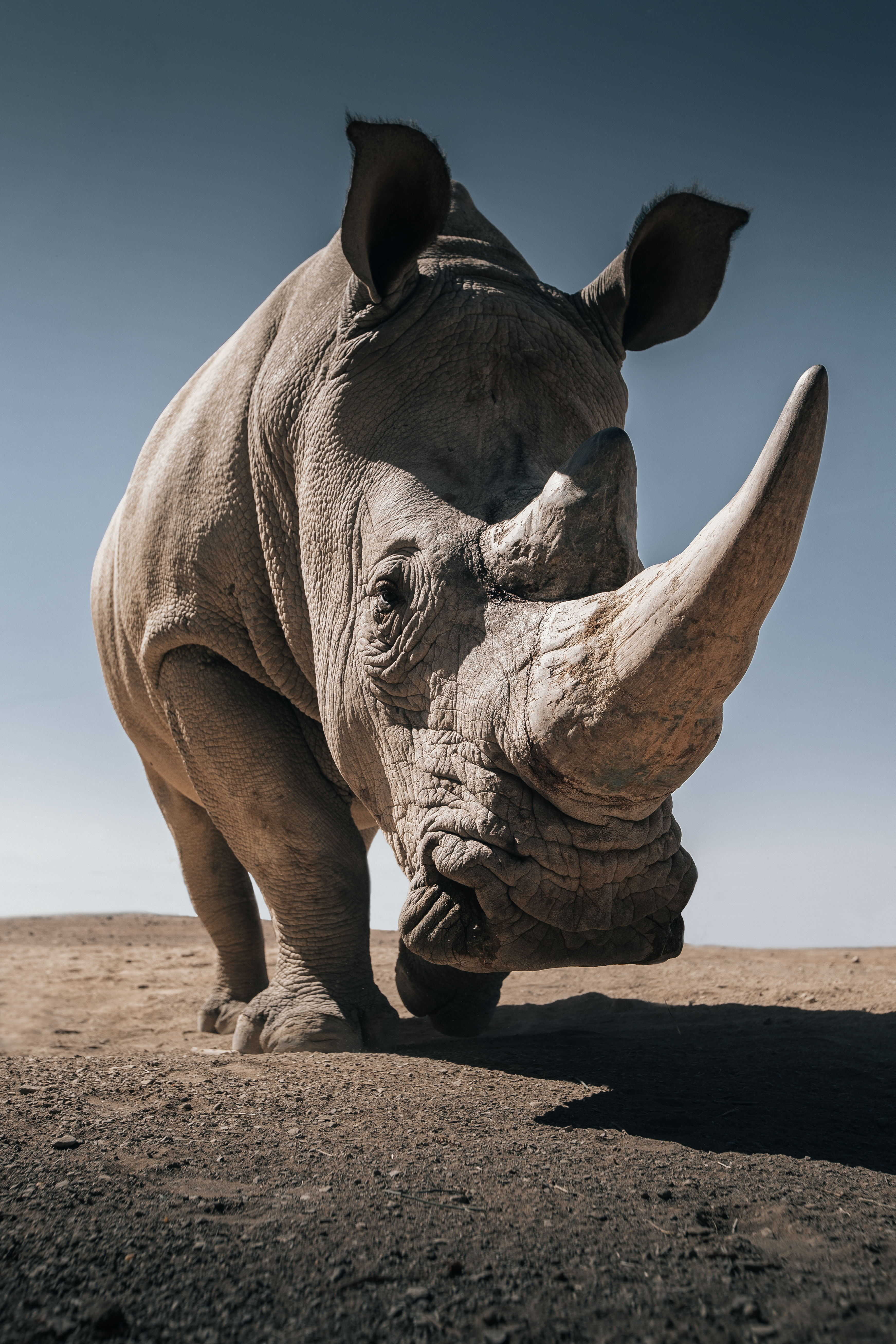 Rhinoceros - Namibie