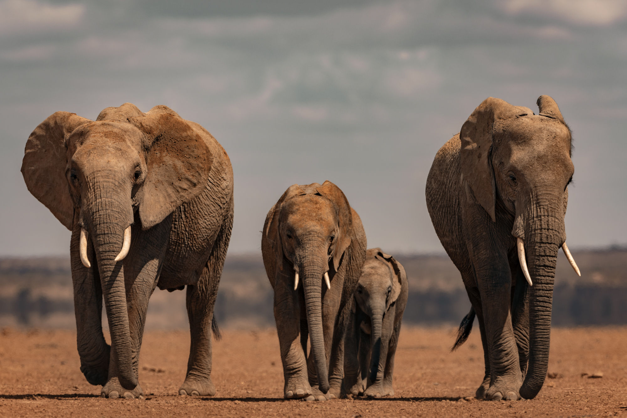 La marche des éléphants (couleur) - Kenya