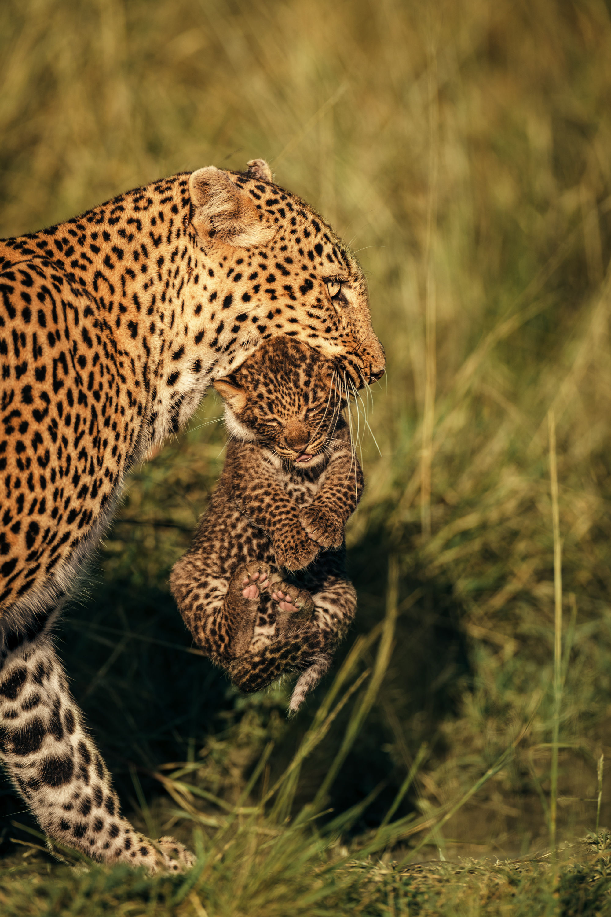 Maman & bébé léopard - Kenya