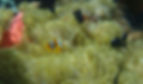 poisson-jardin-de-corail-