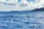 DAUPHINS EN VUE !