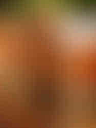 Makis con topping crocante y fusión asiática en Viva La Vida Cartagena, sushi con sabores modernos.