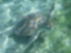 lunch with a green SEA turtle