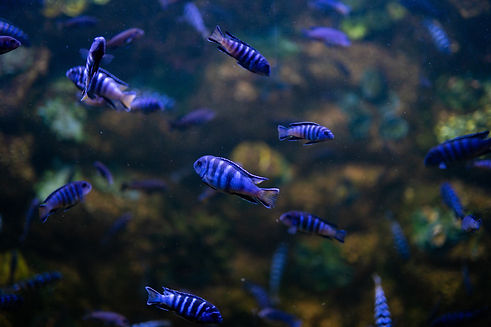 AdobeStock_286836187.jpeg