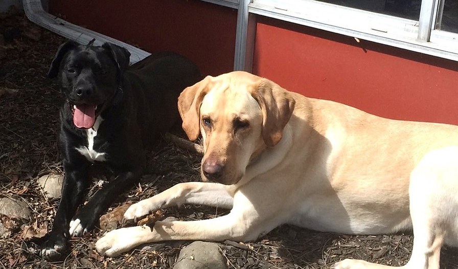 Denali, a dog trained by Smart Dog LLC