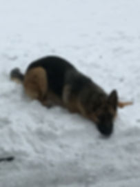 Denali, a dog trained by Smart Dog LLC