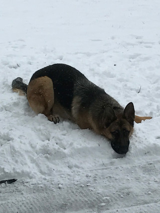 I instantly knew SmartDog was a fit