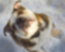 Denali, a dog trained by Smart Dog LLC