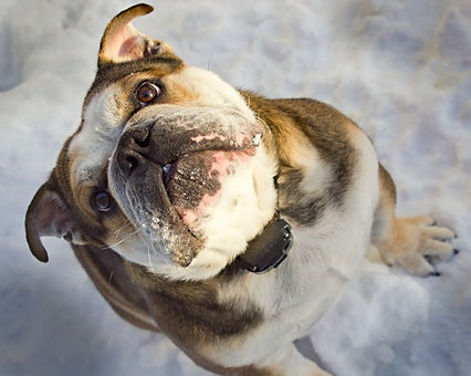 Denali, a dog trained by Smart Dog LLC