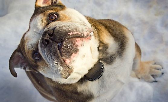 Denali, a dog trained by Smart Dog LLC