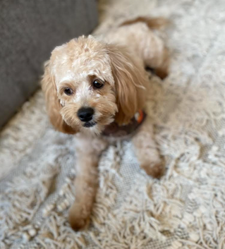 A well-behaved dog