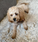 A well-behaved dog