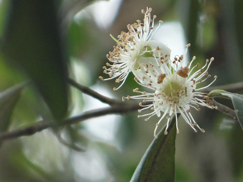 Flor da Uvaia