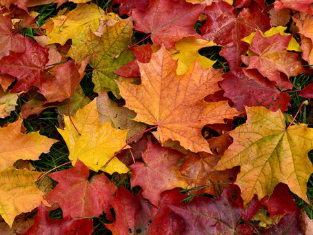 Fall Bucket List